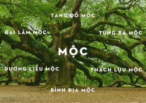 màu hợp mệnh mộc